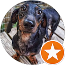 Dachshunds FourMe